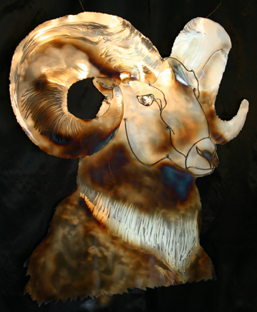 Bighorn Sheep/Ram for Fish & Wildlife Veterinarian.