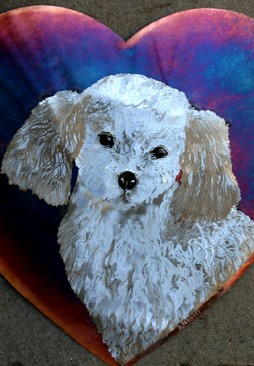 Poodle for couple with a beloved four legged family member.